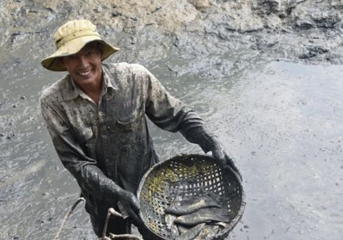 mud fishing in Vietnam Mekong Delta catching fish in muddy pond